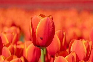 Die rote Tulpe