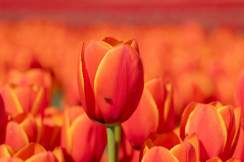 The red tulip by Janny Beimers