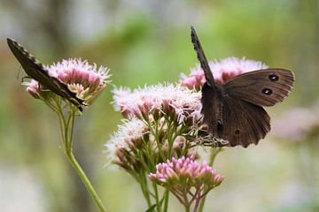 vlinder in bloem van Eveline De Brabandere