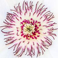 Clematisblüte