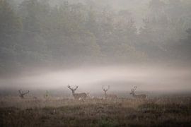 Fluistering van de Ochtend van JMVnature