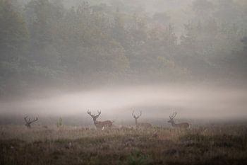 Das Flüstern des Morgens