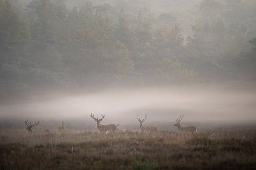 Das Flüstern des Morgens