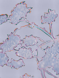 Wintersilhouette mit Eiskristallen – botanische Silhouette in Lila, Graublau und zartem Orange von MadameRuiz