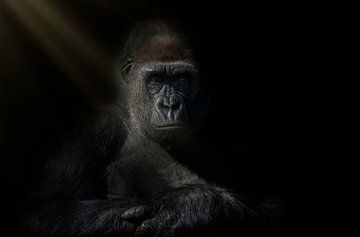 Helemaal zen, gorilla dame in rust. Met een donkere achtergrond
