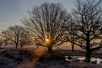 Bargerveen #3