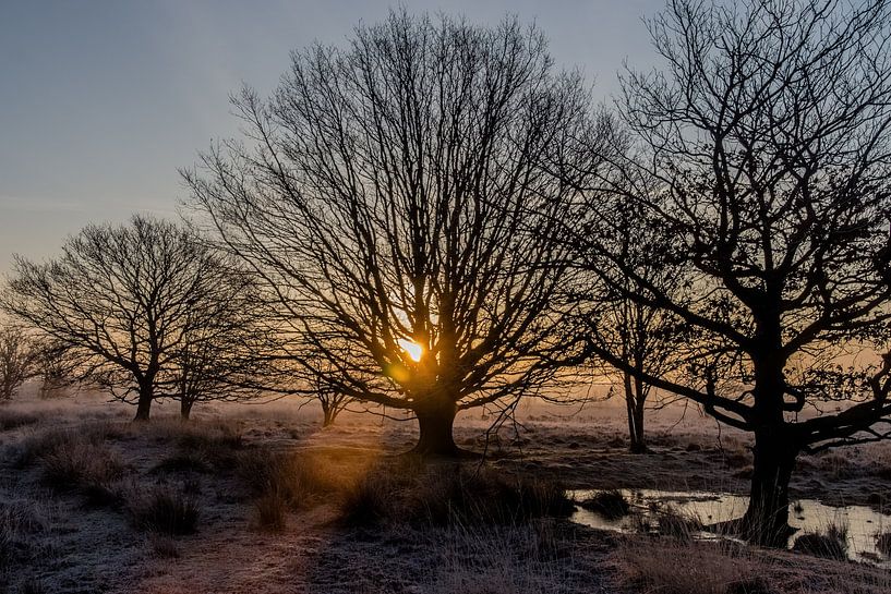 Bargerveen #3 by Stefan Hemmen