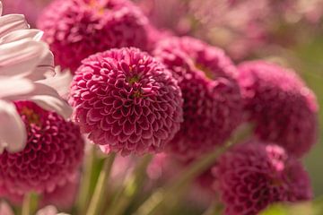 Dahlia en fleurs dans une douce lumière de rêve sur Jolanda de Jong-Jansen