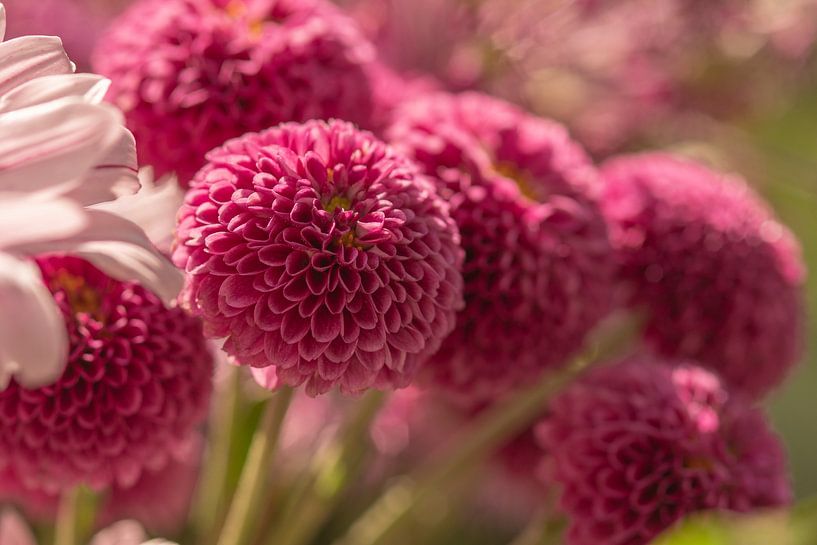 Dahlia en fleurs dans une douce lumière de rêve par Jolanda de Jong-Jansen