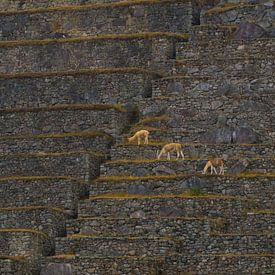 Die Linien von Machu Picchu von Arno van der Poel