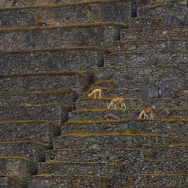 De lijnen van Machu Picchu van Arno van der Poel