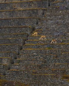 Die Linien von Machu Picchu
