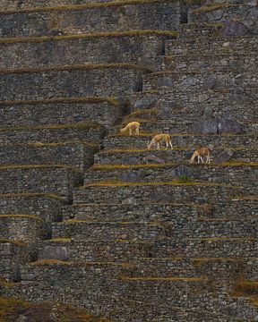 Les lignes du Machu Picchu sur Arno van der Poel