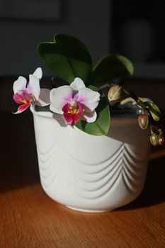 Orchids in pot