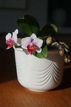 Orchideeën in een pot van Raphael Kipfer