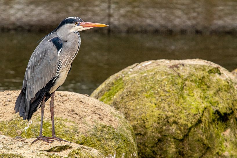 Heron klar to catch a bite by Eddy Smets