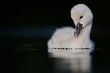 Donzy.com - Young swan against a dark background. by Donzy.nl