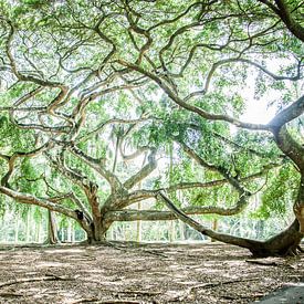 Kronkelende groene boom: Ficus Benjamina in Sri Lanka van Ramona Stravers