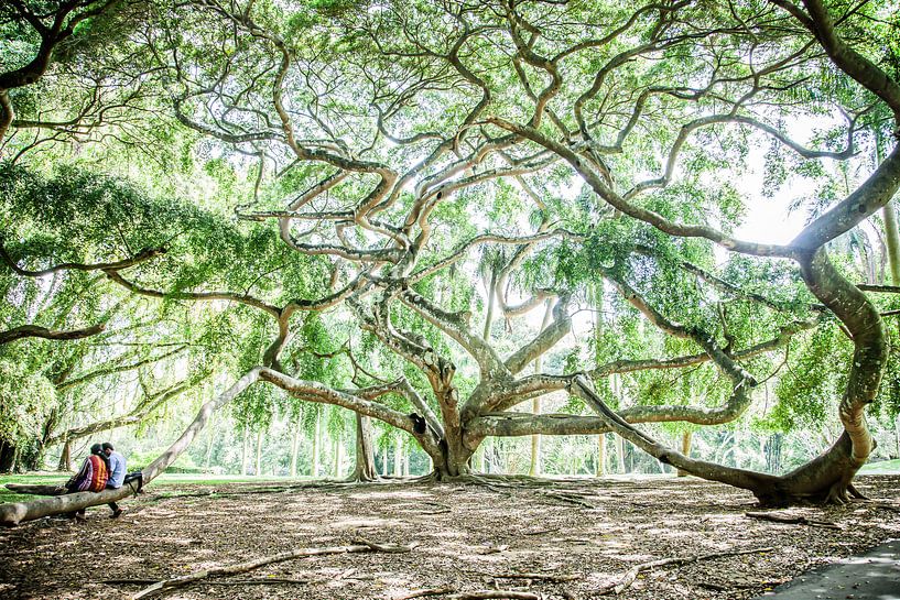Kronkelende groene boom: Ficus Benjamina in Sri Lanka van Ramona Stravers