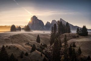 Gloire du matin