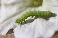 Rups op witte bloem
