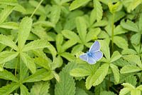 Icarusblauwtje in een zee van groen