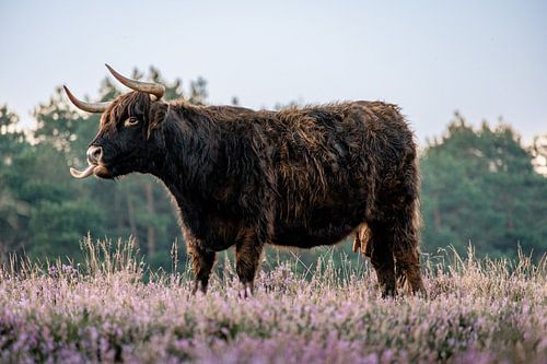 Schotse hooglander op de Wezepsche heide.