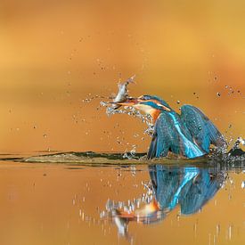 Splash... by Wim Hufkens