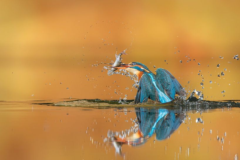Splash... by Wim Hufkens