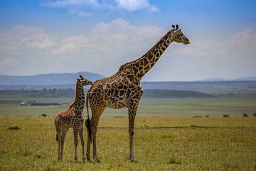 Masai-giraffe met jong van Peter Michel