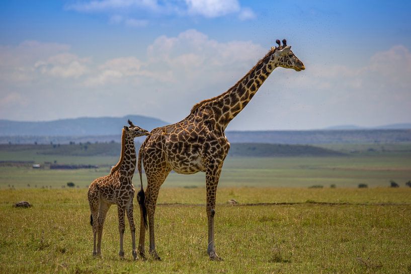 Masai Giraffe mit Jungem von Peter Michel