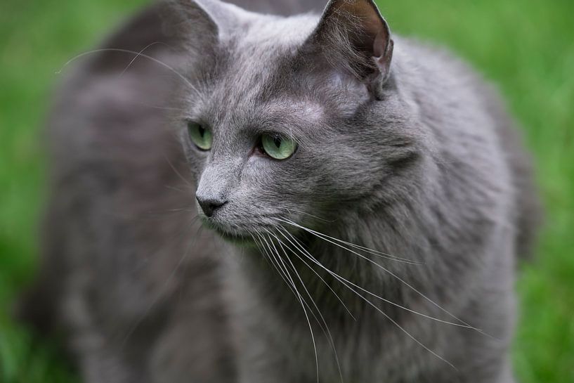 Front view of a rare Nebelung cat or Maine Coon with green eyes looking to the right by Henk Vrieselaar