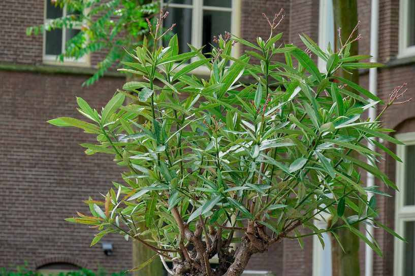 shrub for building by Wout van den Berg