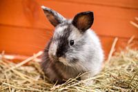 jeune lapin nain