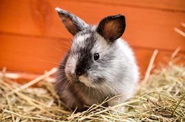 young dwarf rabbit by Sandra Knittel