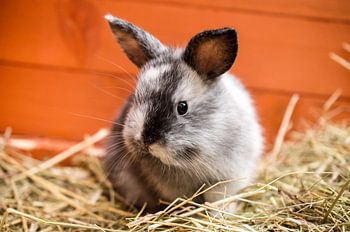 Junges Zwergkaninchen