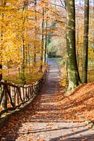 Herbst im Stadtpark Sonsbeek Arnheim
