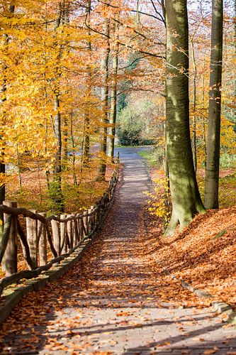 Herbst im Stadtpark Sonsbeek Arnheim von Armin Palavra