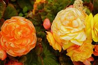gelbe und orangefarbene Blumen von Babetts Bildergalerie Miniaturansicht