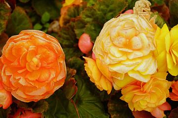 gele en oranje bloemen