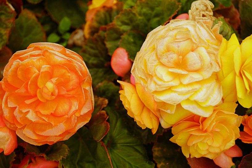 fleurs jaunes et orange par Babetts Bildergalerie