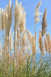 Flauschige, weiche Wedel des Pampasgras im Atlantik-Licht an der Algarve