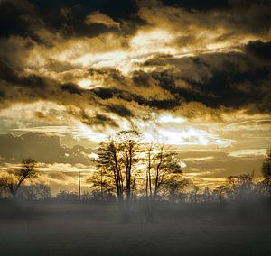 Baum auf einer Wiese bei Nebel zum Sonnenaufgang