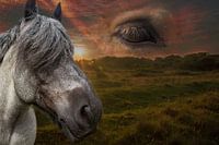 Heavenly horses