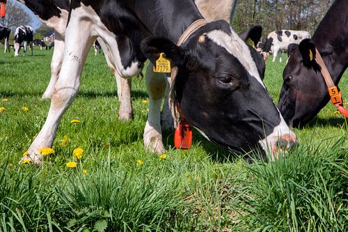 Grazende Holsteiner koe met paardenbloemen