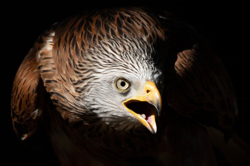 Cerf-volant rouge hurlant par HB Photography