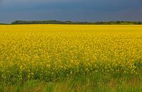 Koolzaalveld bij Preigney