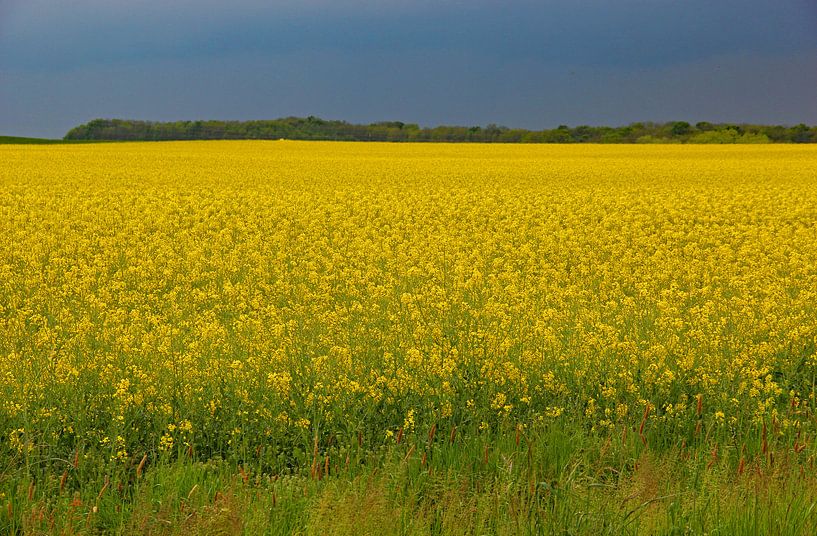 Kohlenstofffeld bei Preigney von Wilma Overwijn