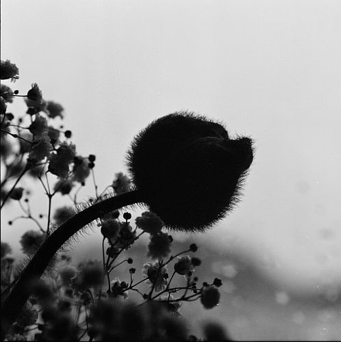 Poppy flower still life