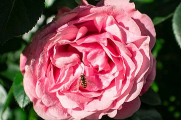 Roze hoogstamrozen bij het Circus in Putbus op het eiland Rügen van GH Foto & Artdesign